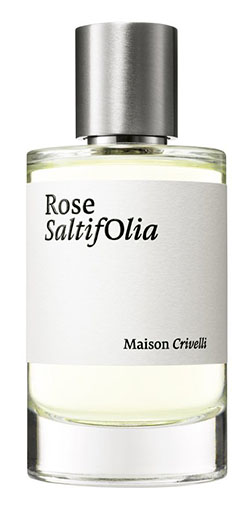 Rose SaltifOlia